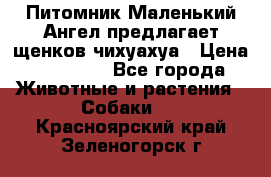 Питомник Маленький Ангел предлагает щенков чихуахуа › Цена ­ 10 000 - Все города Животные и растения » Собаки   . Красноярский край,Зеленогорск г.